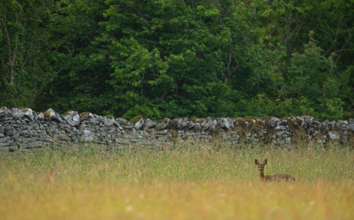 Chevreuil européen (Capreolus capreolus) femelle dans une prairie de fauche
