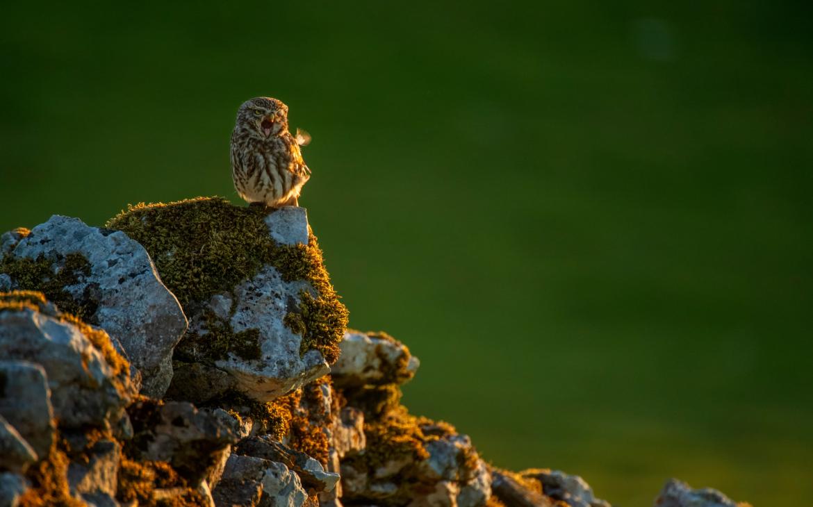 Chevêche d’Athéna (Athene noctua) sur un muret de pierres sèches, Yorkshire