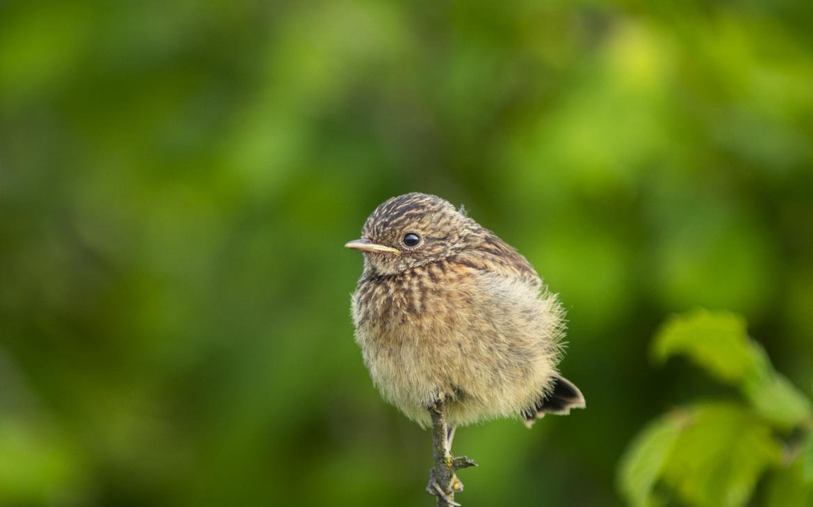 Tarier pâtre (Saxicola rubicola) juvénile