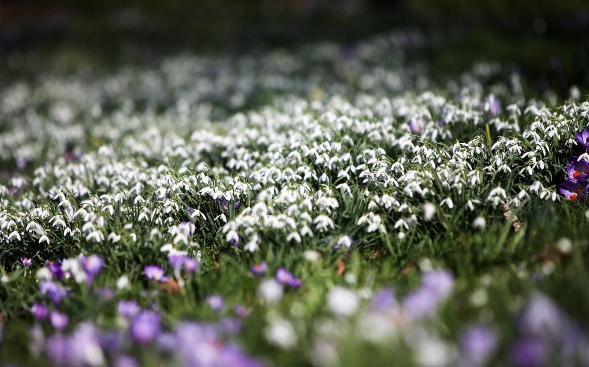 Parterre fleuri