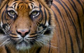 Portrait d'un tigre de Sumatra (Panthera tigris sumatrae)