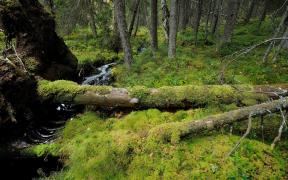 forêt ancienne de la réserve naturelle de Yli-Vuoki (Finlande)