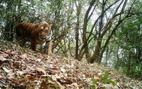 Photo d'un tigre (Panthera tigris) pris en photo par une camera trap, Bhoutan