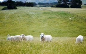 Des moutons dans un champ en Nouvelle-Zélande