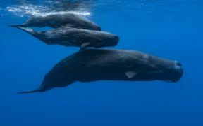 Famille de cachalots-WWF