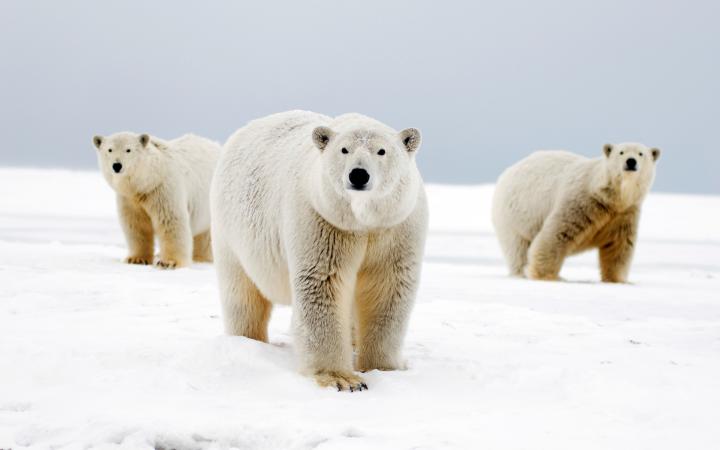 Femelle ourse polaire avec ses deux oursons