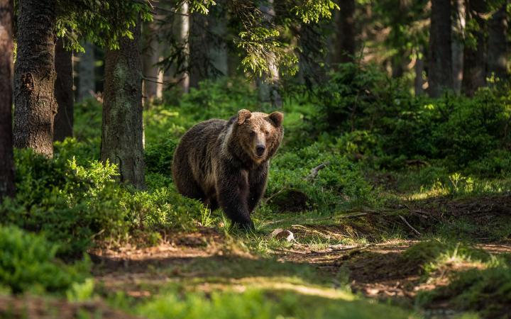 Ours brun (ursus arctos) qui a repéré le photographe dans la forêt