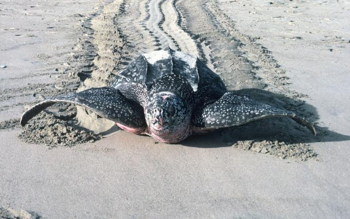 Tortue Luth en train de ramper sur le sable (Indonésie)