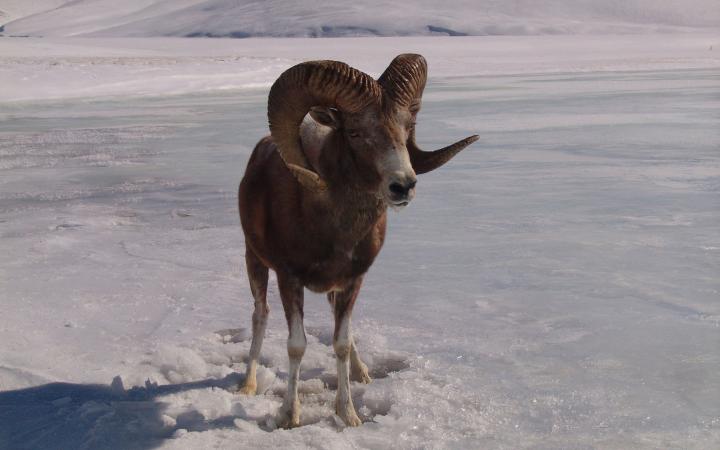 Argali ou mouton sauvage (ovis ammon)