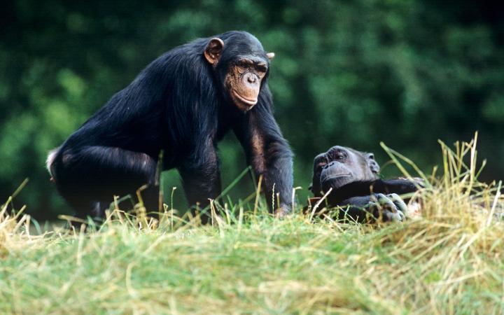 Deux chimpanzés (Pan troglodytes) dans une forêt