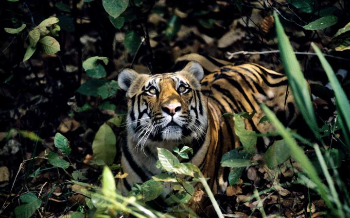 Tigre dans la forêt regardant vers le haut