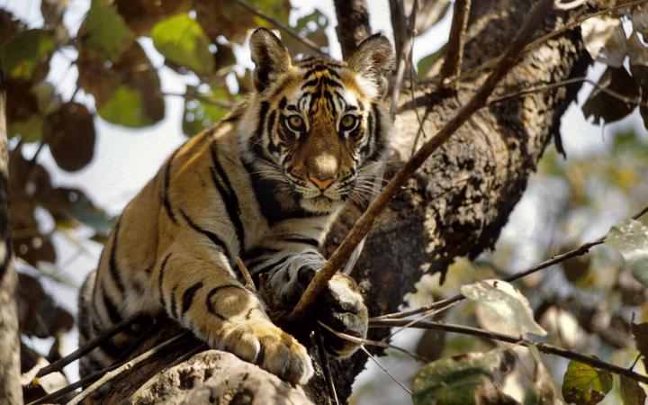 Tigre dans les arbres