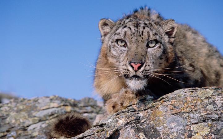 Panthère des neiges guettant sa proie