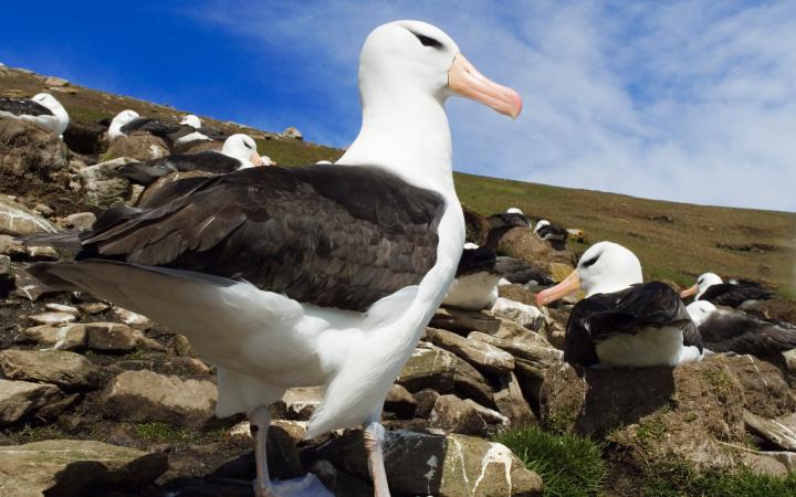 Albatros à sourcils noirs (Diomedea melanophrys), Antarctique