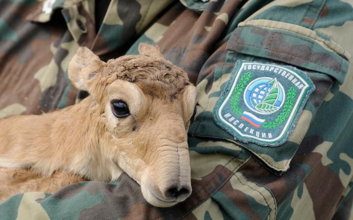 Une jeune antilope saïga dans les bras d'un employé de la réserve naturelle de Cherniye Zemii (République de Kalmoukie)
