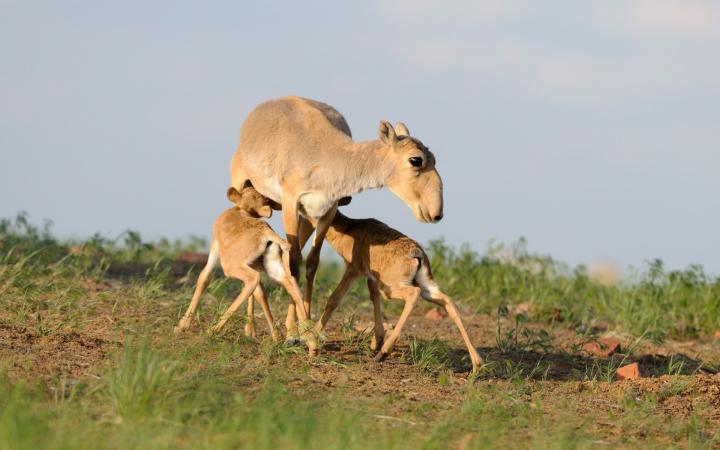 Une antilope saïga nourrissant ses petits (Russie)