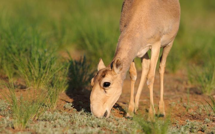 Antilope saïga dans la réserve naturel de la République de Kalmoukie