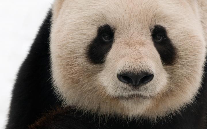 Portrait serré d'un panda géant adulte