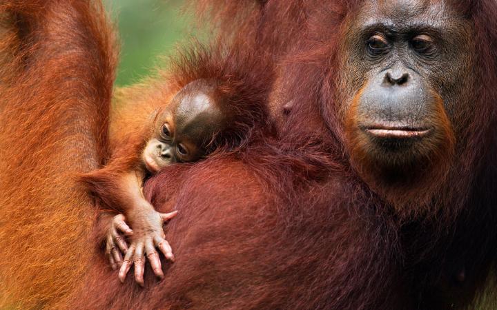 Femelle orang-outan de Bornéo (Pongo pygmaeus) et son jeune bébé dans le parc national de Tanjung Puting National Park à Bornéo (Indonesie)