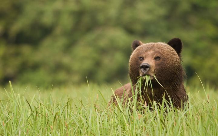 Ours brun en train de se nourrir dans une forêt au Canada