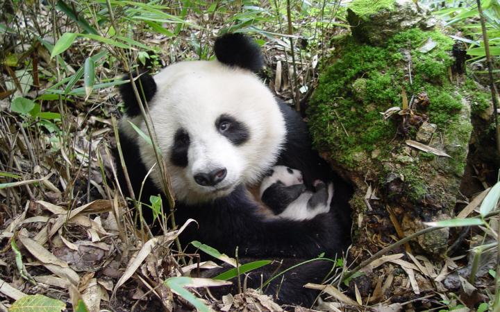 Femelle panda géant et son jeune bébé en Chine