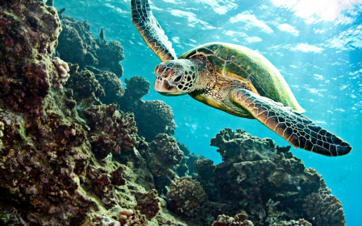 Tortue verte (Chelonia mydas) nageant au dessus du corail