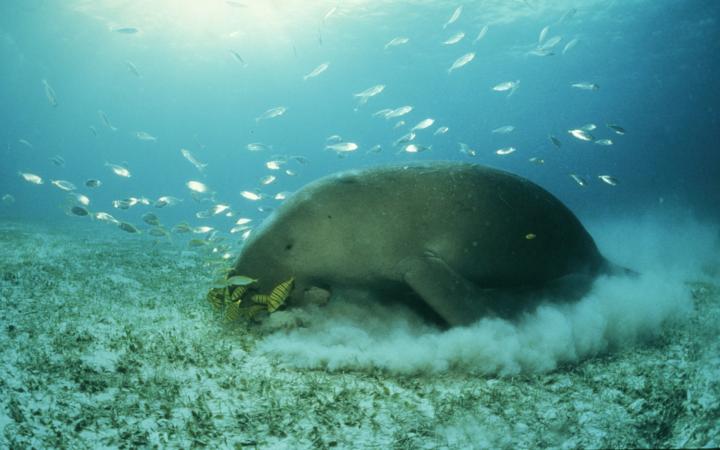 Dugong dans les eaux des Philippines
