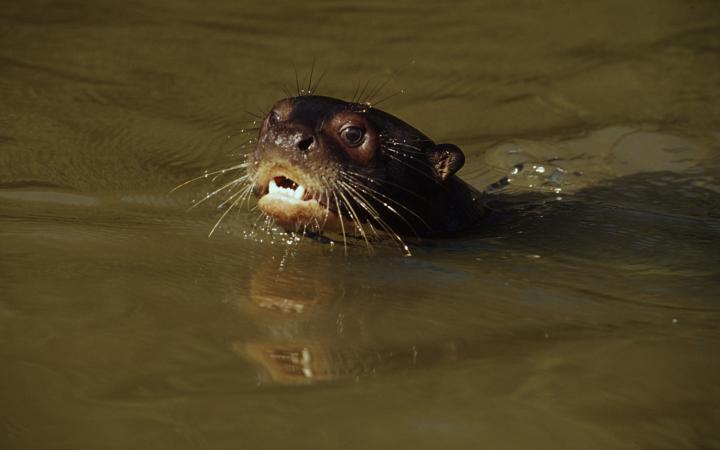 Loutre géante en train de nager