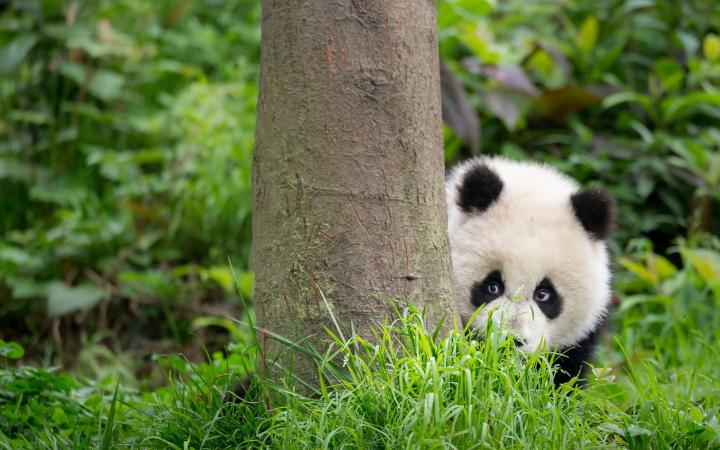 Jeune bébé panda qui se cache derrière un arbre, Bifengxia Panda Base, Sichuan. China