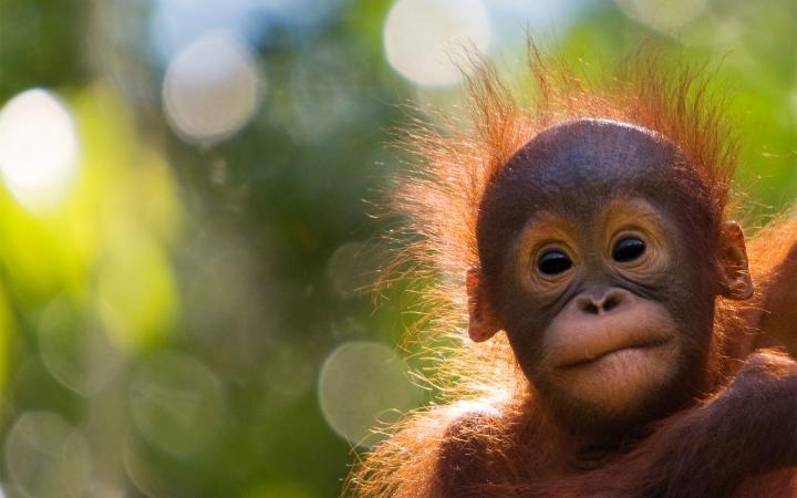 Portrait d'un bébé orang-outan, Semengoh Nature reserve, Sarawak, Bornéo, Malaisie