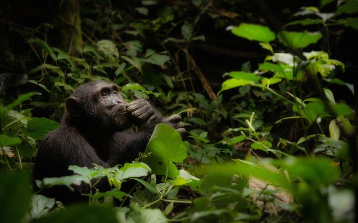 Chimpanzé dans le parc national de Kibale (Ouganda)