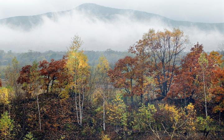 Forêt de la Réserve naturelle de Lazovsky, Sikhote-Alin (Russie)