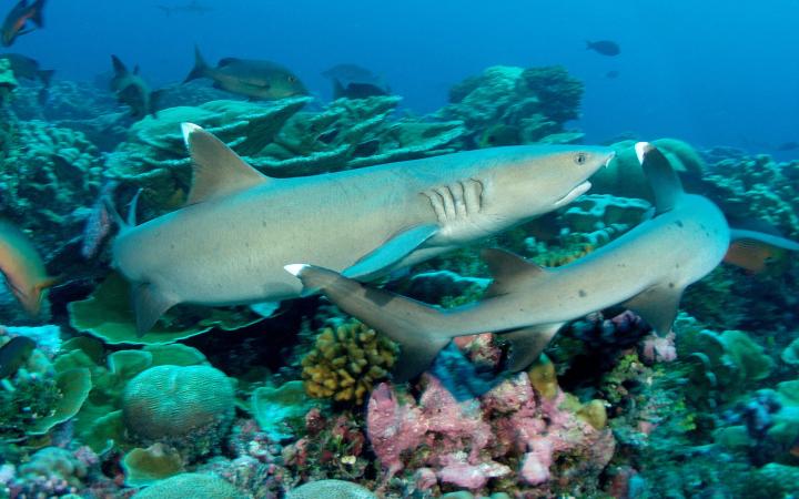 Requin de récif (Triaeonodon obesus), îles Phœnix (archipel des Kiribati)