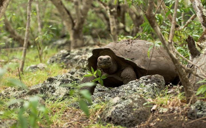 Tortue géante des Galápagos (Geochelone nigra), Île San Cristóbal, archipel des Galápagos (Equateur)