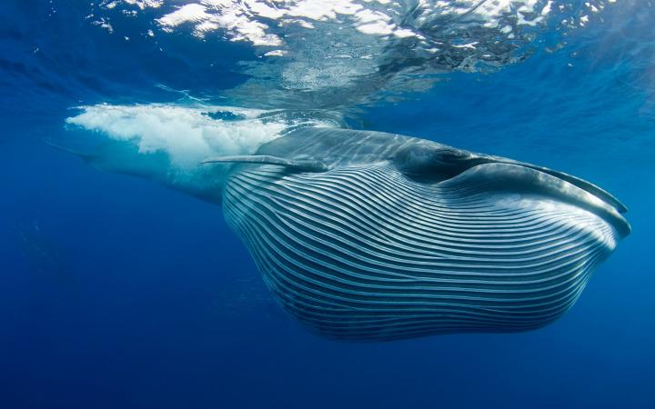 Rorqual de Bryde (Balaenoptera brydei), basse-Californie (Mexique)