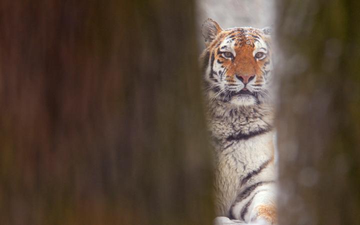 Portrait d'un tigre de Sibérie (Panthera tigris altaica)