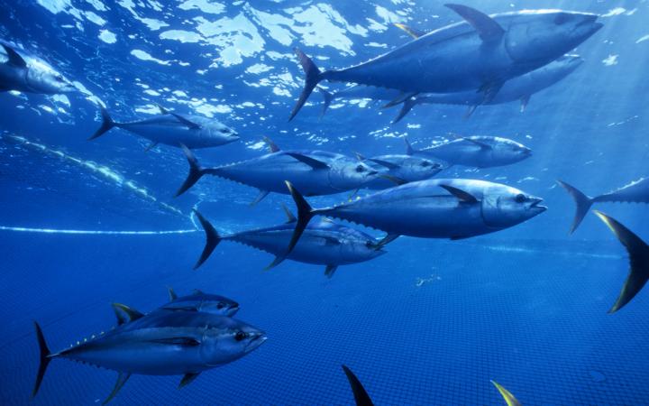 Banc de thons jaunes (Thunnus albacares), Océan Pacifique (Mexique)