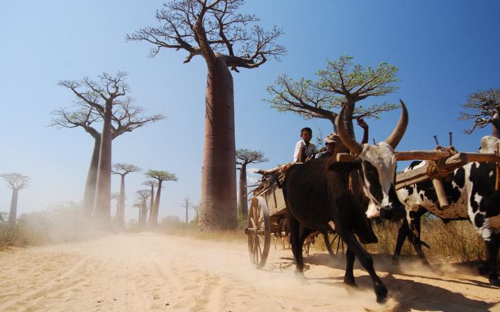 Allée des baobabs, Morondava (Madagascar)