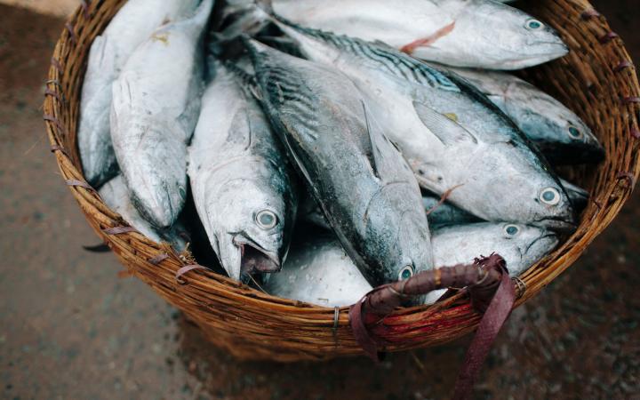 Poissons dans un panier, marché au poisson de My Tho, Mekong, Vietnam. 