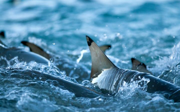 Ailerons de requins de recif à pointes noires (Carcharhinus melanopterus), Seychelles, Océan Indien