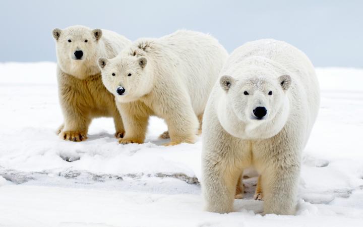 Ours polaires (Ursus maritimus) dans le refuge faunique national Arctic, Île Barter, Alaska (Etats-Unis)