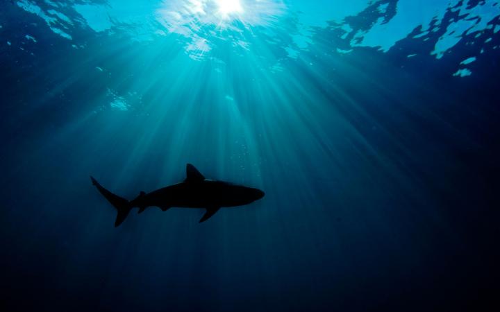 Silhouette de Carcharhinus perezi ou requin de récif, Bahamas, Océan Atlantique