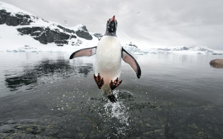 Manchot papou (Pygoscelis papua), Antarctique