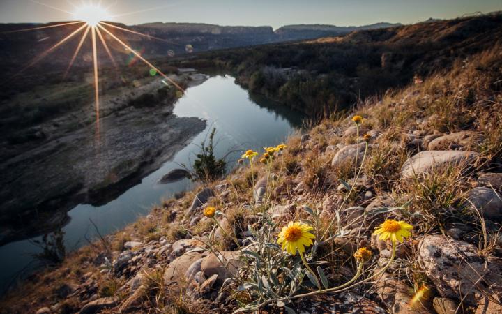 Fleurs sauvages sur les rives du Rio Grande, Big Bend, Texas (Etats-Unis)