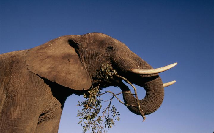 Eléphant d'Afrique (Loxodonta africana) en train de se nourrir