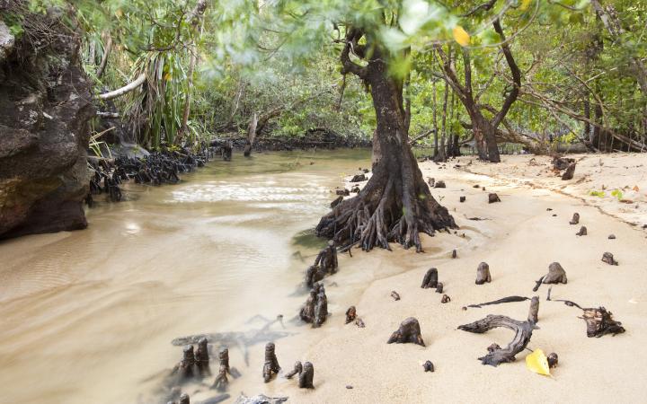 Embouchure de la rivière Tampolo, parc national de Masoala (Madagascar)