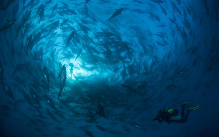 Thon rouge de Méditerranée  (Thunnus thynnus). Murcia, Espagne