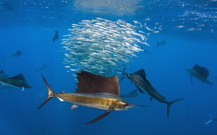 Groupes de voiliers de l'Atlantique (Istiophorus albicans) en train de chasser, Isla Mujeres, Mexico