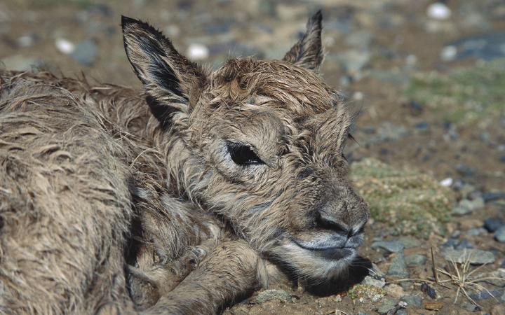 Nouveau-né chiru (Pantholops hodgsonii), Province de Qinghai, Chine