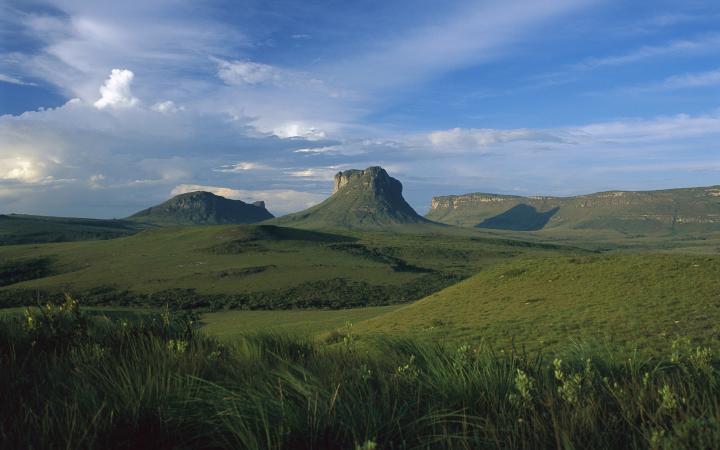 Ecosystème du Cerrado